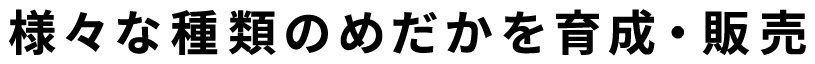 様々な種類のめだかを育成・販売